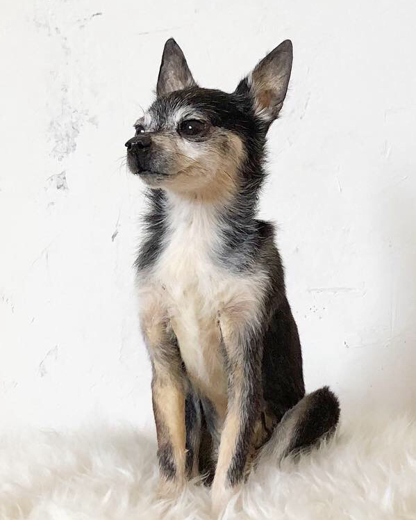 Taxidermied small dog, sitting up and looking proud
