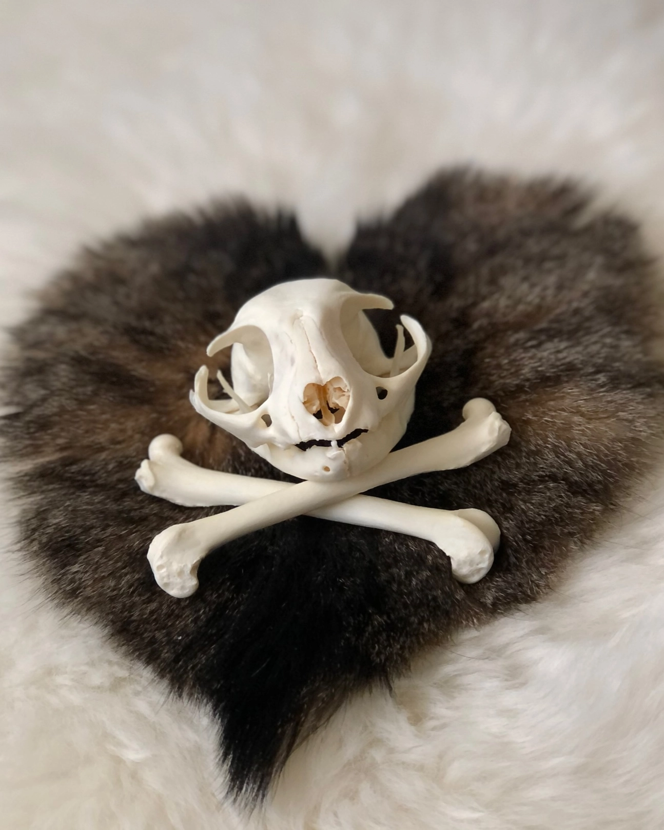 Skeleton skull crossbones cat fur
