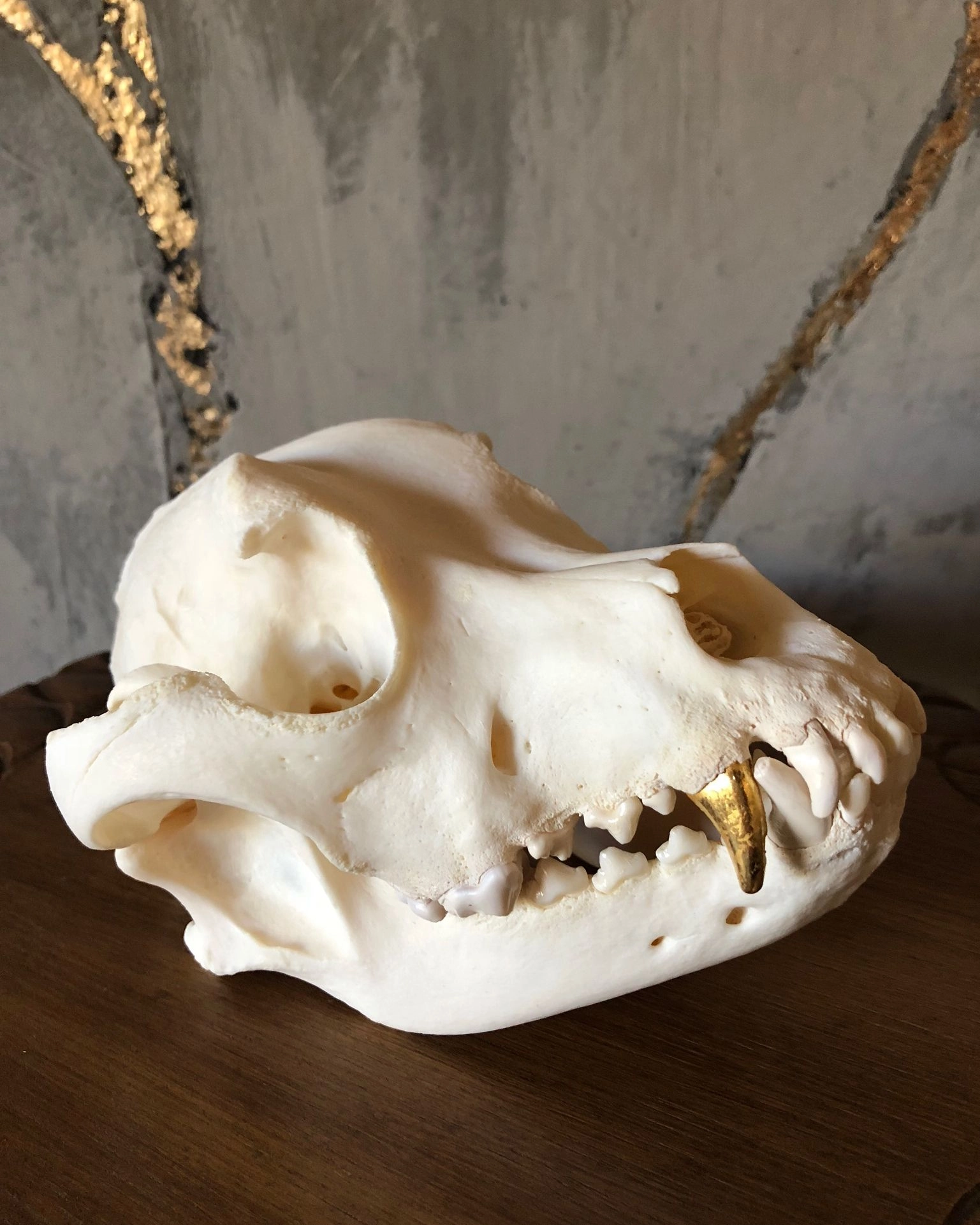 Skeleton skull dog tooth gold