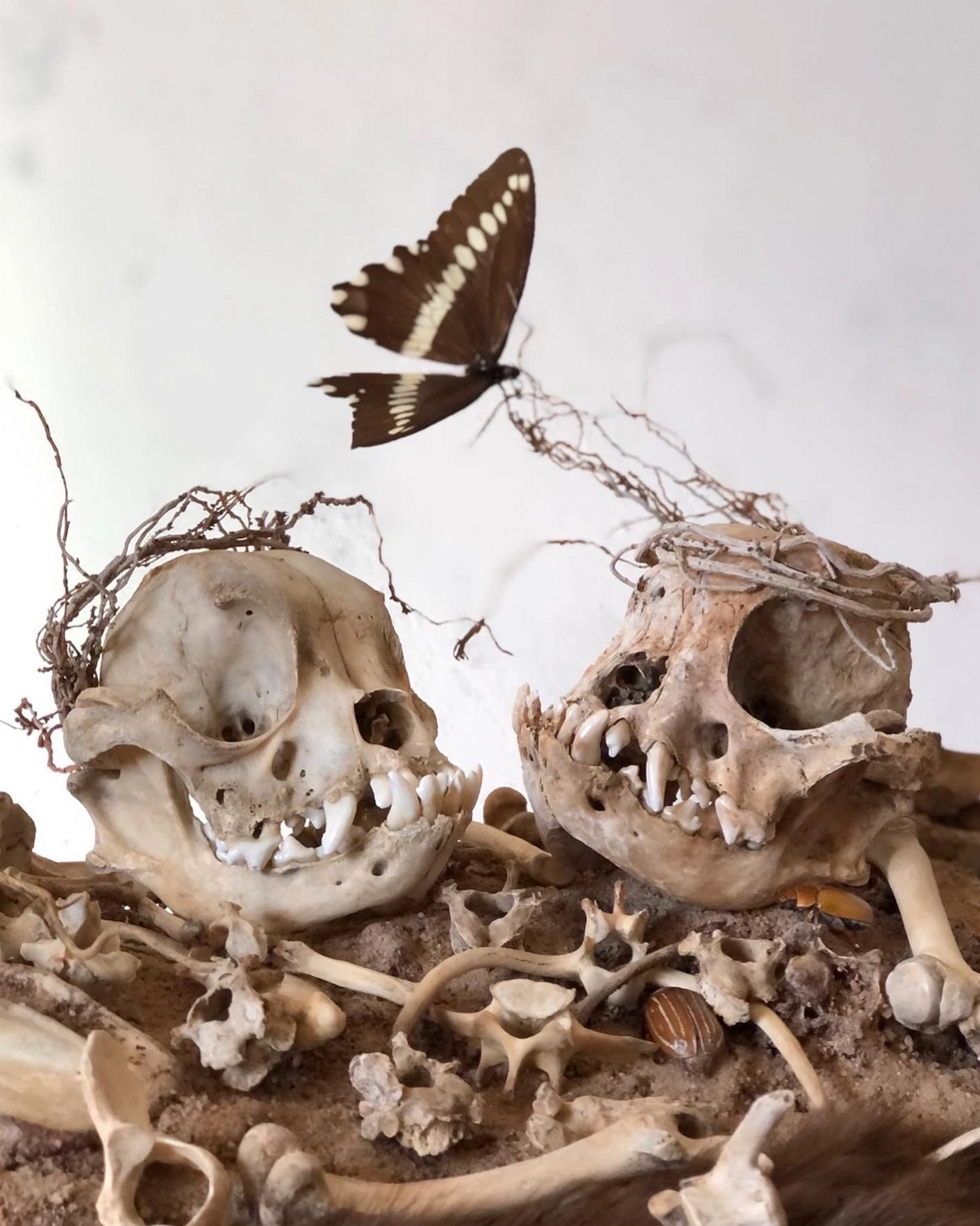 Skeleton skull old brown