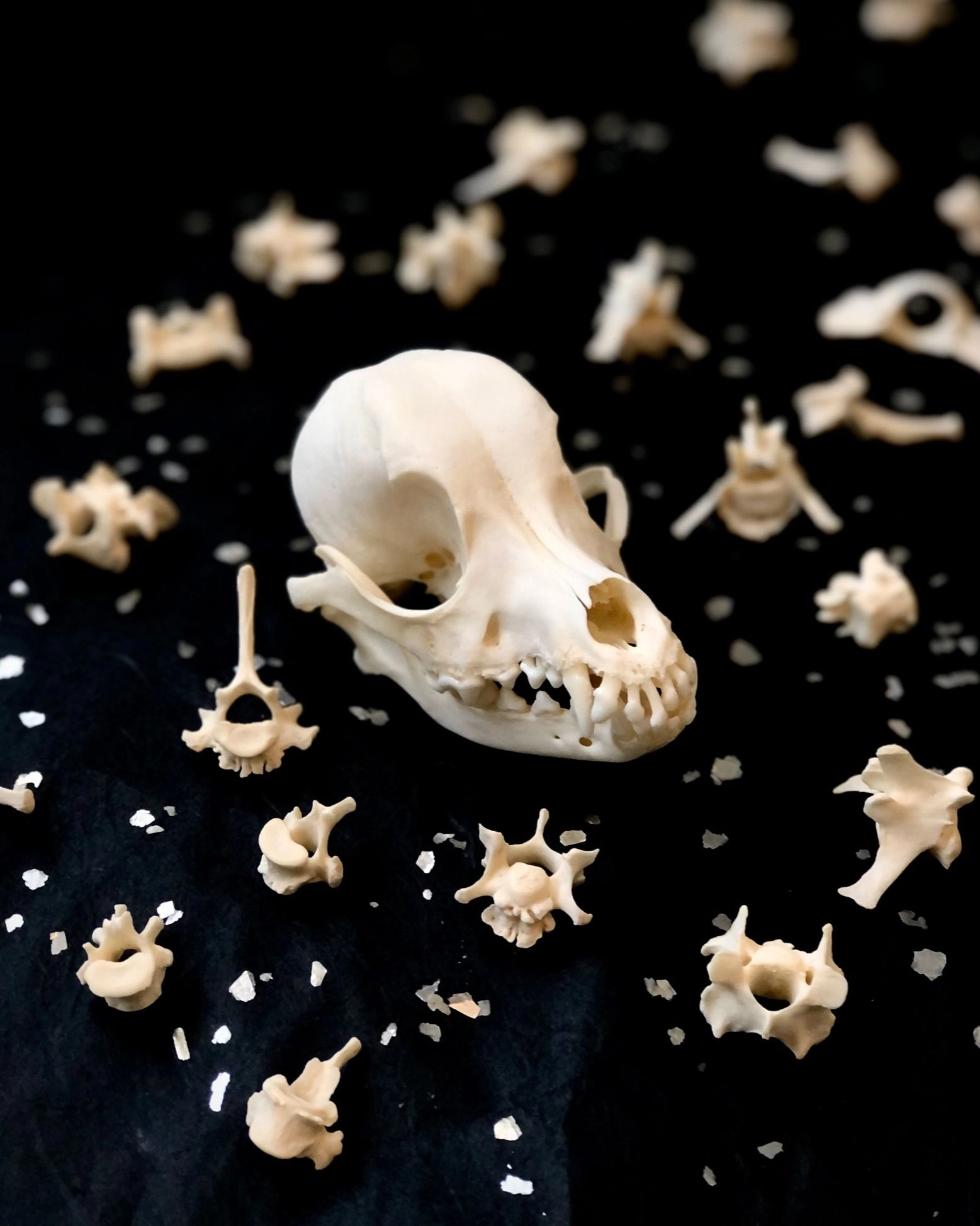 Skeleton skull table black